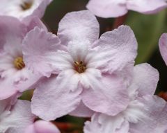 Tapeta Nature Flowers 613.jpg